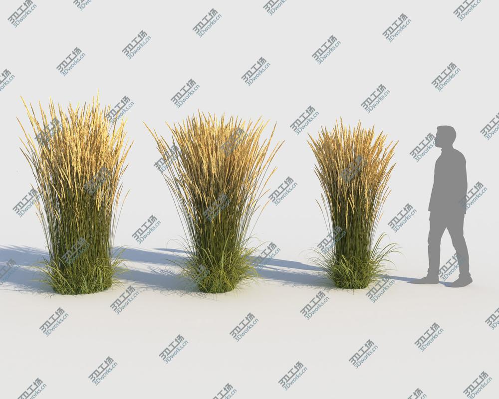 images/goods_img/202104022/Calamagrostis Grass (-GrowFX) model/3.jpg